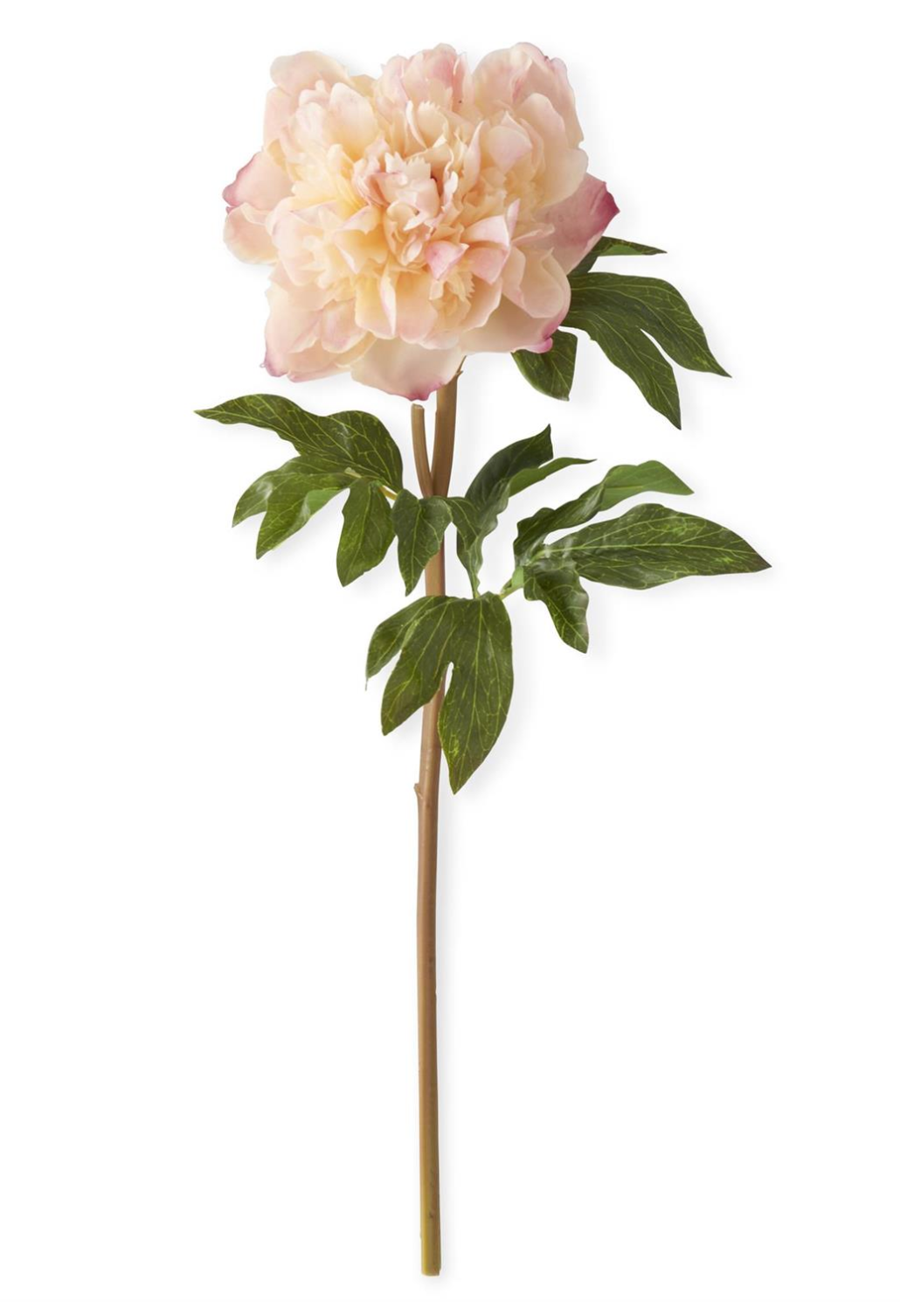 Coral Charm Peony Stem