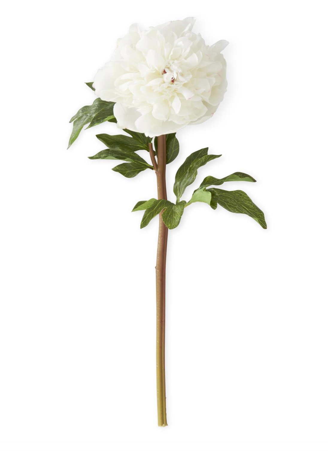 White Charm Peony Stem