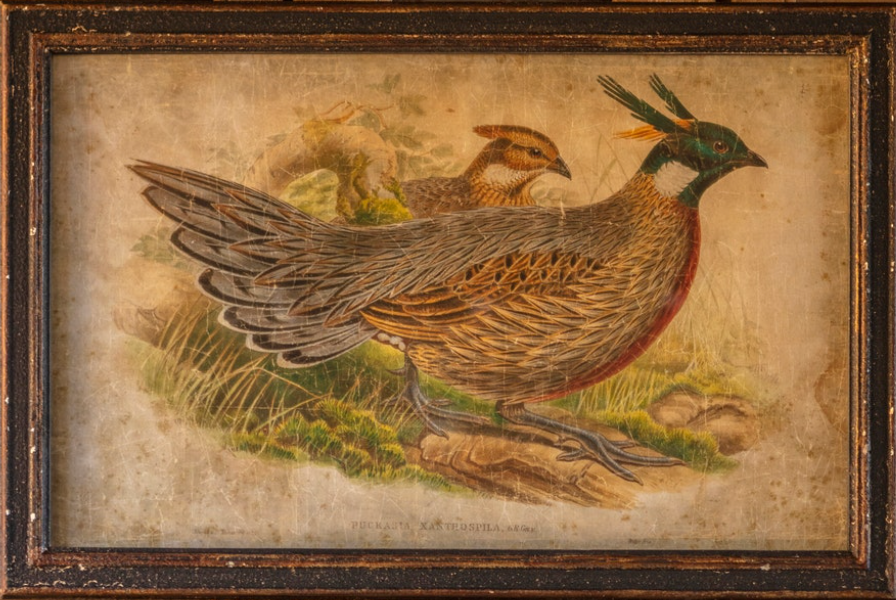 Pheasant Print B